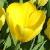 tulipapfor9yellowpurissimawikimediacommons1a
