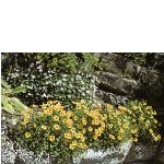 oxalischrysanthagarflowerjun73a