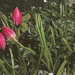 tulipaforviolacea