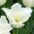 tulipacflo9daytonawikimediacommons1a