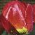 tulipaflotapeldoorn1