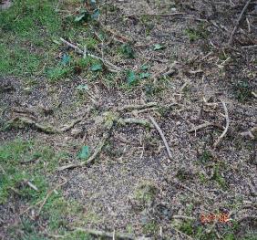homeback 7 stinging nettle roots in ground