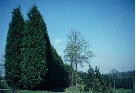 hcupressocyparished1leylandii1a1