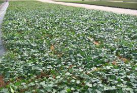 hhederahed1hibernicamat1a1