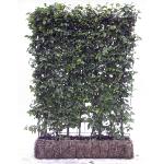 pcarpinushed3betulusmobilane1a1