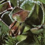 saxifragaflocotyledon1