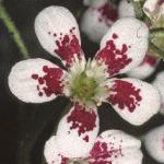 saxifragaflosouthsideseedling1