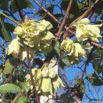 clematisfasiculifloraflosroseland