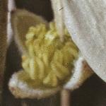 clematisflobudflammula