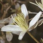 clematisflo1flammula