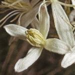 clematisflo3flammula