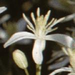 clematisflo4flammula