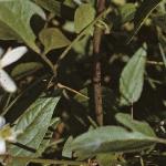 clematisfolflammula