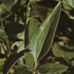 clematisfol1flammula