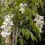 wisteriaflotsinensisalba1a
