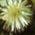 clematisfruitttangutica1