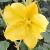 fremontodendronflotcalifornianglory1a1