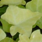hederafol1helixbuttercup