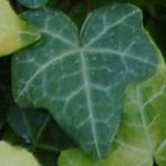 hederafol3helixbuttercup