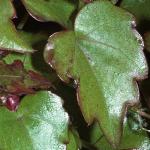 parthenocissusfol3tricuspidataveitchii