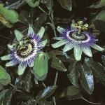 passiflorafloscaerulea