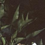 solanumfoljasminoidesalbum