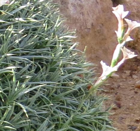 acantholimonfloarmenumplant