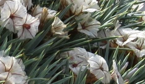 acantholimonfloulicinumvarcreticumplant