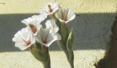 acantholimonflo1huetiiplant