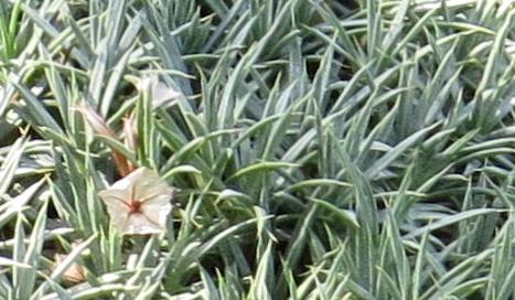 acantholimonfolarmenumplant