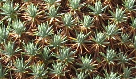 acantholimonfolulicinumvarcreticumplant