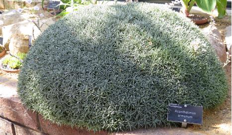 acantholimonforarmenumplant