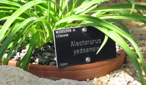 alectorurusfolyedoensisplatypetalaplant