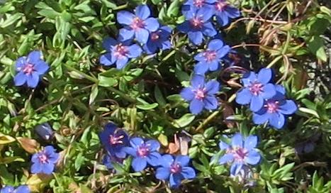 anagallisflomonelliiplant