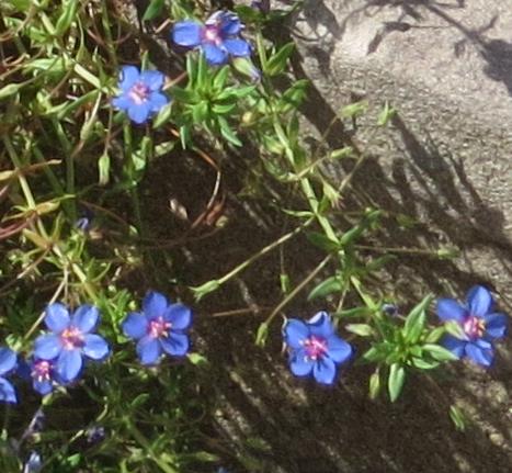 anagallisfolmonelliiplant