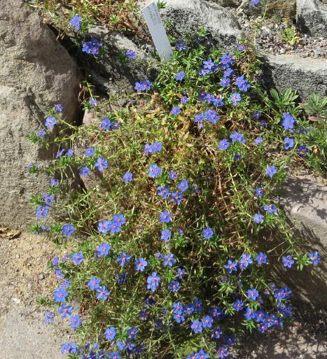 anagallisformonelliiplant