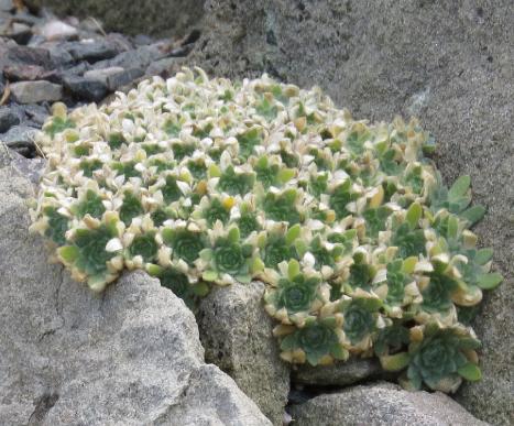 arabisforbryoidesplant