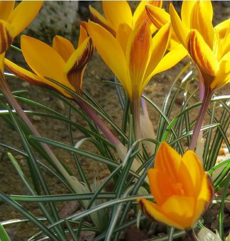 crocuspflos2angustifoliusgarnonswilliams