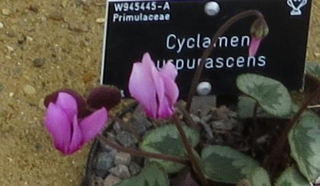 cyclamenflopurpurascens