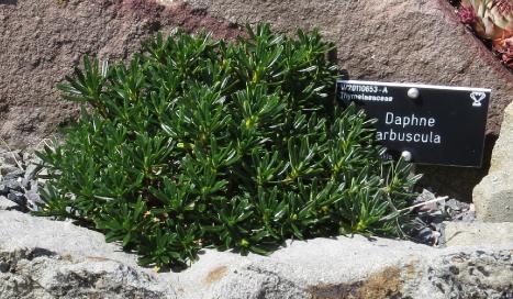 daphneforarbuscula