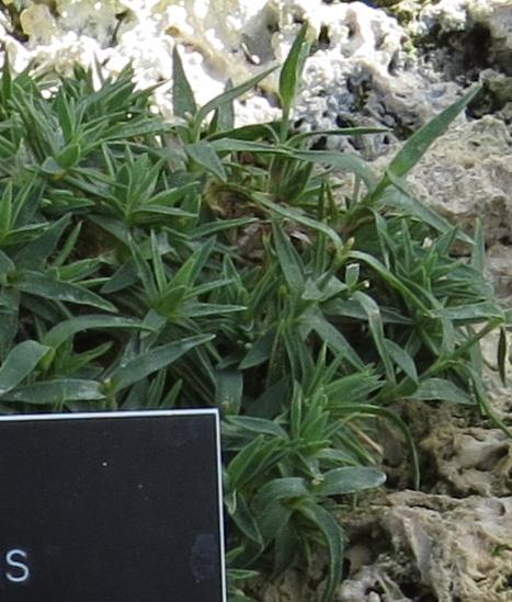 dianthusfolcallizonus