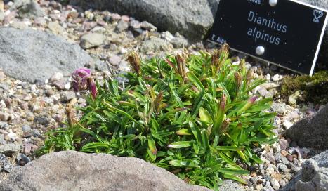 dianthusforalpinus