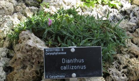dianthusforcallizonus