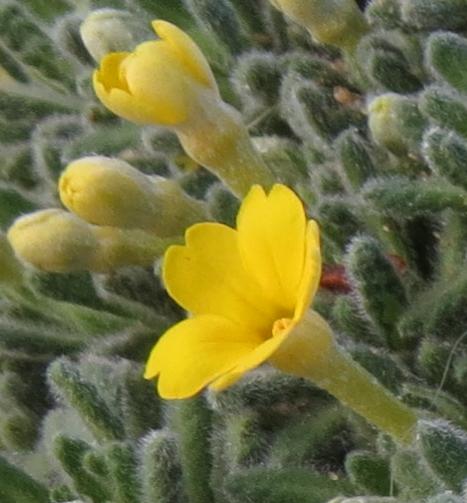 dionysiapflo2aretioidesgarnonswilliams