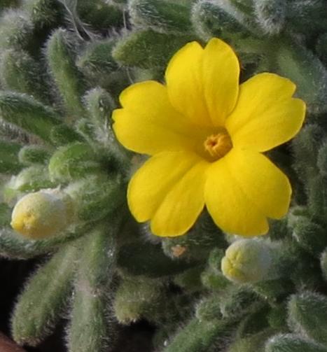 dionysiapflo3aretioidesgarnonswilliams