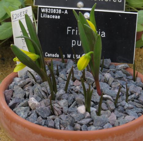 fritillariapforpudicagarnonswilliams