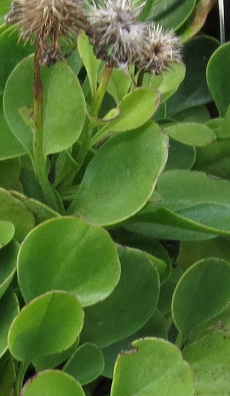 globulariafolincanescens