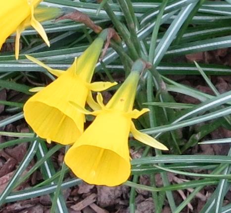 narcissuspflo4bulbocodiumgarnonswilliams