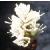 alpinecflobistort1a