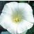 americancflobellbine1a